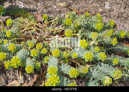 Schleichende Wolfsmilch, Esel Tail, Myrtle Wolfsmilch (Euphorbia Myrsinites), blühen Stockfoto