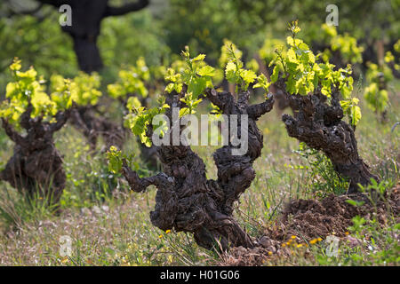 Rebe, Weinrebe (Vitis vinifera), Blatt schießen im Frühjahr, Frankreich, Provence-Alpes-Côte d'Azur Stockfoto