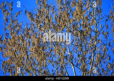 Europäische Aspen (Populus tremula), blühende, Deutschland Stockfoto