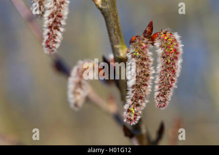 Europäische Aspen (Populus tremula), blühende, Deutschland Stockfoto