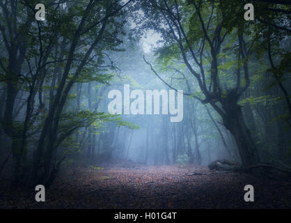 Wald im Nebel. Zauberwald im Herbst im Nebel am Morgen. Alten Baum. Schöne Landschaft mit Bäumen, bunten Blätter ein Stockfoto