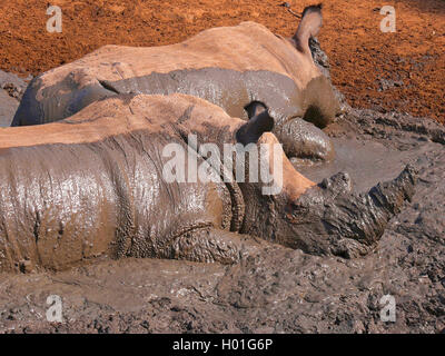 Breitmaulnashorn, Breitmaul-Nashorn, Breitlippennashorn, Breitlippen-Wildhunden, Weisses Nashorn (Ceratotherium Simum), Zwei Breitm Stockfoto