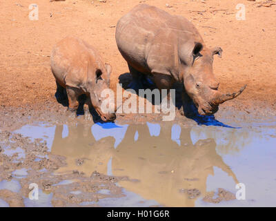 Breitmaul-Nashorn, Breitlippennashorn, Breitlippen-Wildhunden, Weisses Nashorn (Ceratotherium Simum), Breitmaulnashorn, entschied mit Stockfoto