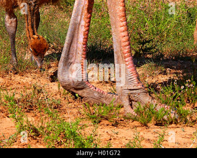 Strauß (Struthio camelus), Füße mit Krallen, Küken im Hintergrund, Südafrika Stockfoto