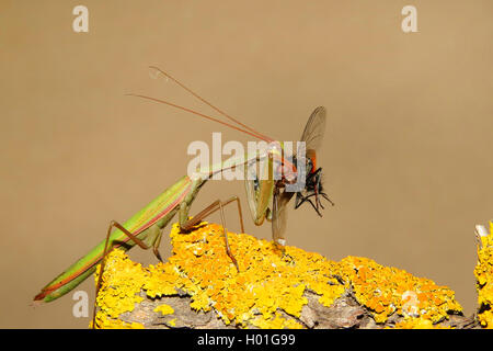 Europaeische Gottesanbeterin (Mantis Religiosa), Frisst grossen Fliege, Spanien | Europäische Jagd Gottesanbeterin (Mantis Religiosa), fe Stockfoto