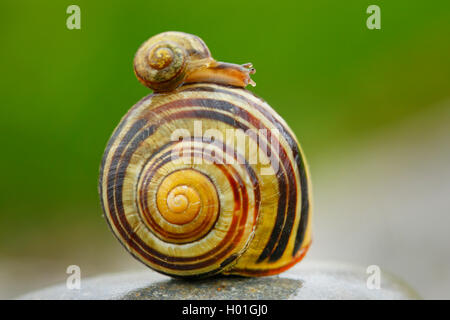 kleine Schnecke auf einer großen ein Bänderschnecken Nemoralis braun-lippige snai Stockfoto