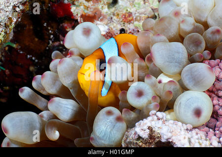 Zwei Bändern Anemonenfischen, twoband Anemonenfischen, Rote Meer Anemonenfischen, Twobar Anemonenfisch (Amphiprion bicinctus), Seeanemone, Ägypten, Rotes Meer Stockfoto