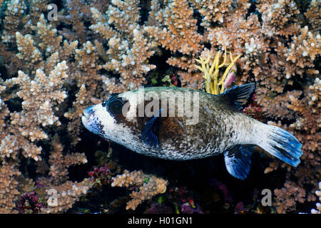 Masked Puffer, maskierten Kugelfisch (Arothron diadematus), im Coral Reef, Ägypten, Rotes Meer, Hurghada Stockfoto