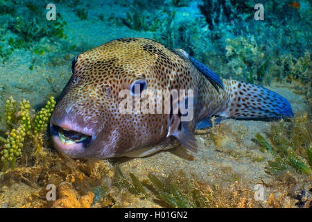 Star-Puffer (Arothron stellatus), im Coral Reef, Ägypten, Rotes Meer, Hurghada Stockfoto