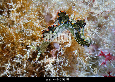 Reich verzierte elysia, verzierte Blatt slug (Elysia ornata), im Coral Reef, Ägypten, Rotes Meer, Hurghada Stockfoto