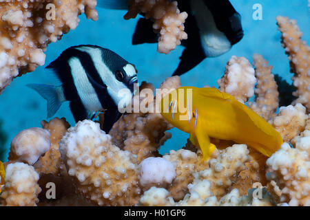 Zitrone Grundel (Gobiodon '), im Coral Reef, Ägypten, Rotes Meer, Hurghada Stockfoto