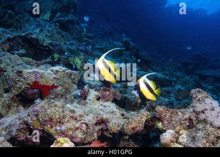 Rotes Meer Wimpelfische (heniochus Intermedius), zwei Rote Meer Bannerfishes im Coral Reef, Ägypten, Rotes Meer, Hurghada Stockfoto