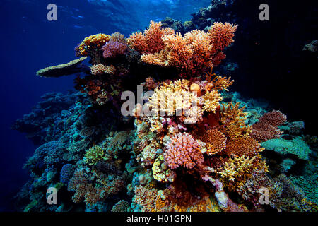 Coral Gardens in Hurghada, Ägypten, Rotes Meer, Hurghada Stockfoto