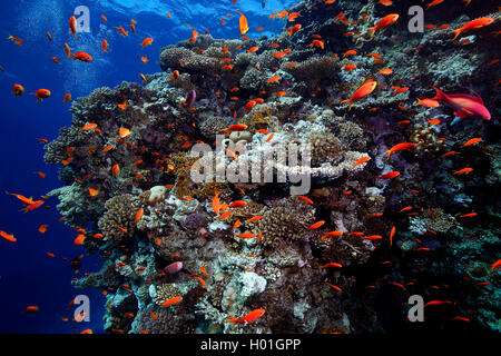 Coral Gardens in Hurghada, Ägypten, Rotes Meer, Hurghada Stockfoto