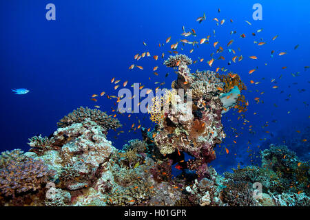 Coral Gardens in Hurghada, Ägypten, Rotes Meer, Hurghada Stockfoto