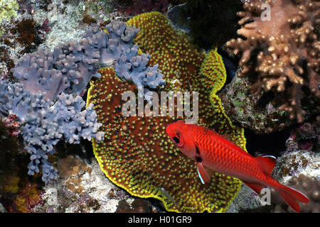 Pinecone soldierfish, Crimson soldierfish, weißem Rand soldierfish (Myripristis murdjan, Myripristis Axillares), im Coral Reef, Ägypten, Rotes Meer, Hurghada Stockfoto