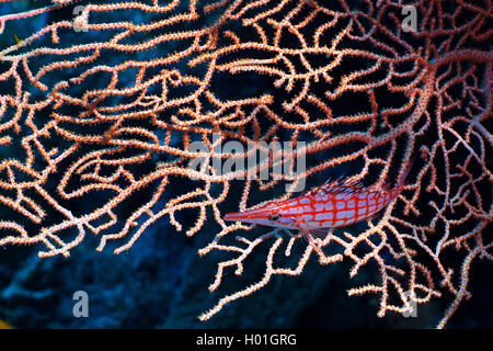 Spitzzange fischfreundschaften Longnose fischfreundschaften (Oxycirrhites typus), vor der Koralle, Ägypten, Rotes Meer, Hurghada Stockfoto