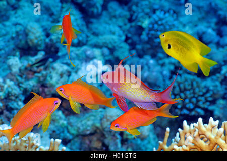 Orange Zackenbarsch, Sea Goldie, Lyretail coralfish, Lyretail Anthias, Harem Flag Basslet (Anthias, Pseudanthias squamipinnis squamipinnis), fünf Orange meer Sitzstangen im Coral Reef, Ägypten, Rotes Meer, Hurghada Stockfoto