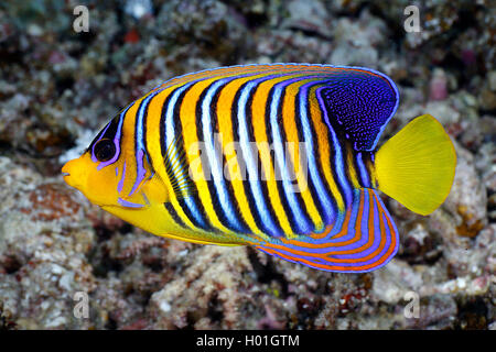 Royal angelfish, Blau-banded angelfish, Regal angelfish (Pygoplites diacanthus), im Coral Reef, Ägypten, Rotes Meer, Hurghada Stockfoto