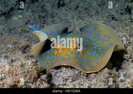 Ribbontail stingray, blue-Spotted Stingray, blue-spotted lagoonray, fantail ribbontail Ray, Blaupunktrochen (Taeniura lymma), am Meeresgrund, Ägypten, Rotes Meer, Hurghada Stockfoto