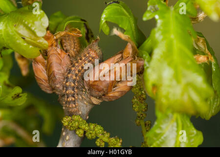 Tussock Motte (Ocneria rubea), Caterpillar Feeds auf Eiche, Deutschland Stockfoto