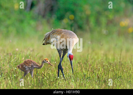 Sandhill Crane (Grus canadensis), Weibliche mit Küken suche Essen auf einer Wiese, USA, Florida Stockfoto