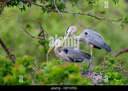 Great Blue Heron (Ardea herodias), Paar am Nest, Seitenansicht, USA, Florida, Venedig Stockfoto