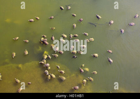 Balkan Terrapin (Mauremys rivulata, Mauremys caspica rivulata), große Gruppe Schwimmen, Griechenland, Lesbos Stockfoto