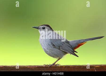 Catbird (Dumetella carolinensis), sitzend auf einem Zaun, Seitenansicht, USA, Florida, Myakka Nationalpark Stockfoto