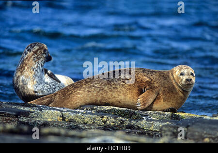 Kegelrobbe (Halichoerus grypus), zwei Dichtungen ruht auf einem Felsen am Meer, Vereinigtes Königreich, Schottland, Orkney Stockfoto