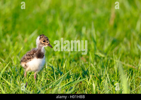 Northern Kiebitz (Vanellus vanellus), Chick stehen auf einer Wiese, Niederlande, Friesland Stockfoto