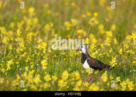 Northern Kiebitz (Vanellus vanellus), Weibliche stehen auf einer Wiese mit gelben Rattle, Seitenansicht, Niederlande, Friesland Stockfoto