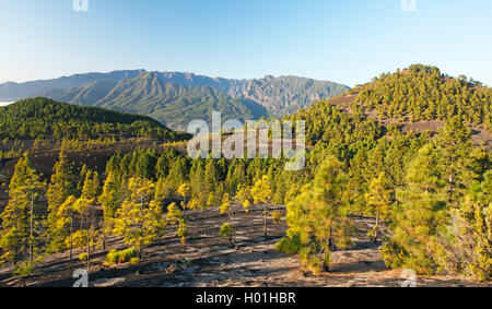 Kanarische Kiefer (Pinus canariensis), Kiefern wachsen auf vulkanische Asche der Montana Quemada, Kanarische Inseln, La Palma Stockfoto