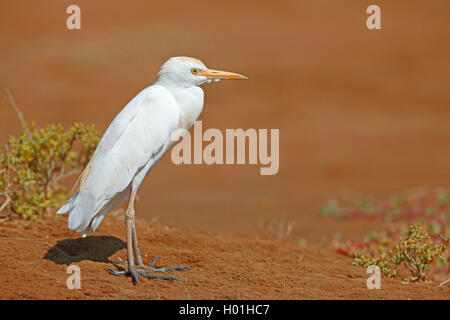 Kuhreiher, buff-backed Heron (Ardeola ibis, Bubulcus ibis), steht auf dem Boden, Kap Verde, Boavista Stockfoto