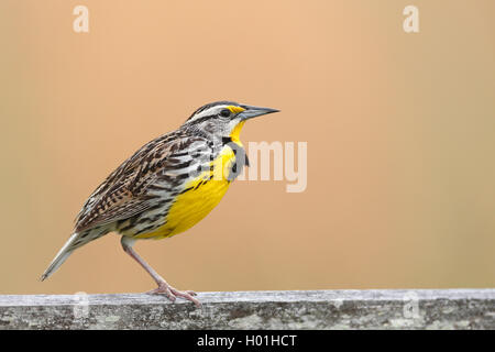 Eastern meadowlark (Sturnella magna), male auf einem Zaunpfosten, USA, Florida, Myakka Nationalpark sitzt Stockfoto