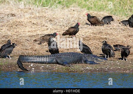 American alligator (Alligator mississippiensis), liegt am Flußufer, von Schwarz und Truthahngeier, USA, Florida umgeben Stockfoto