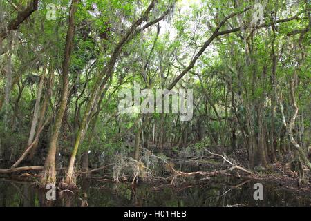 Subtropischen Wald Sumpf, USA, Florida, Myakka Nationalpark Stockfoto