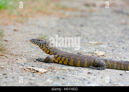 Nil Monitor (Varanus niloticus), sitzt auf dem Boden, Südafrika, Eastern Cape, Mountain Zebra National Park Stockfoto