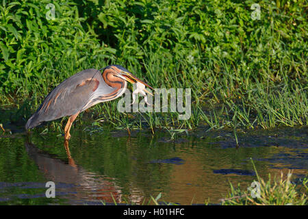 Purpurreiher (Ardea purpurea), isst ein Frosch am Flußufer, Griechenland, Lesbos Stockfoto