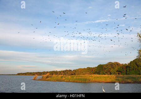 Amerikanische schwarze Geier (Coragyps atratus), Geier Rad an der Rastplätze am Abend, USA, Florida, Myakka Nationalpark Stockfoto