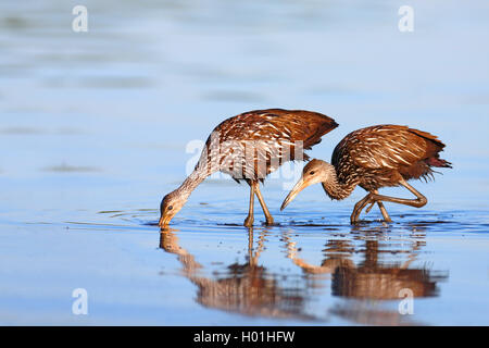 Limpkin (Aramus guarauna), Erwachsenen und Jugendlichen Vogel für Apfelschnecken in seichtem Wasser, USA, Florida, Myakka Nationalpark Stockfoto