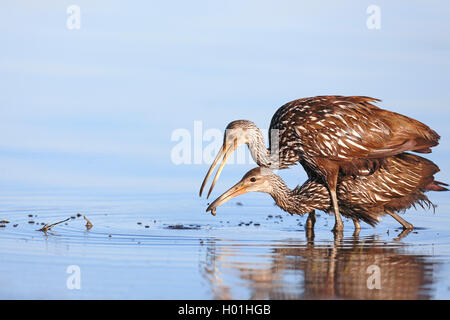 Limpkin (Aramus guarauna), erwachsenen Vogel feeds juvenile Vogel mit einem Apple Schnecke, USA, Florida, Myakka Nationalpark Stockfoto