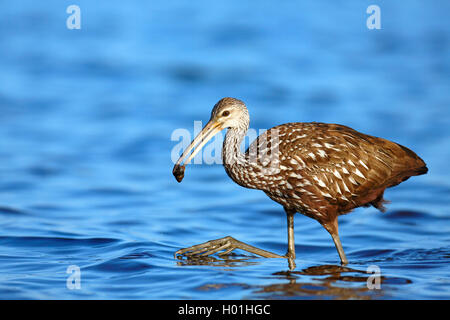 Limpkin (Aramus guarauna), im flachen Wasser mit einem Apple Schnecke im Bill, USA, Florida, Myakka Nationalpark Stockfoto