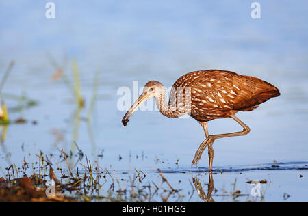 Limpkin (Aramus guarauna), im flachen Wasser mit einem Apple Schnecke im Bill, USA, Florida, Myakka Nationalpark Stockfoto