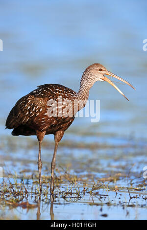 Limpkin (Aramus guarauna), im flachen Wasser, USA, Florida, Myakka Nationalpark Stockfoto