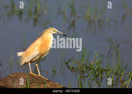 Squacco Heron (Ardeola ralloides), steht auf einem Stein in einem Sumpf, Griechenland, See Kerkini Stockfoto