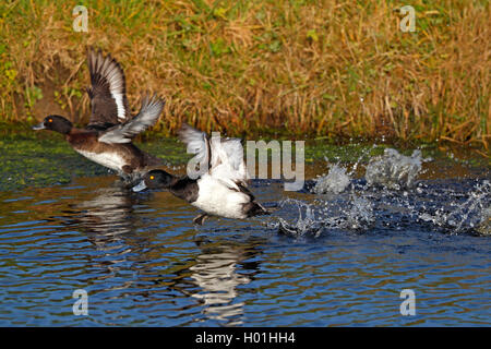 Reiherente (Aythya fuligula), paar Fliegen aus dem Wasser, Seitenansicht, Niederlande, Friesland Stockfoto