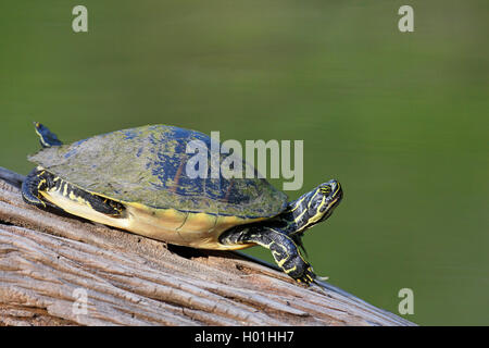 Red-bellied Turtle, American Red-bellied Turtle, Northern Red-bellied Cooter (Pseudemys rubriventris rubriventris), sitzt auf einem Schaft in einem See, USA, Florida Stockfoto