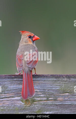 Gemeinsame Kardinal, Red Cardinal (Cardinalis cardinalis), Weibliche auf einem Zaun, USA, Florida, Myakka Nationalpark sitzt Stockfoto