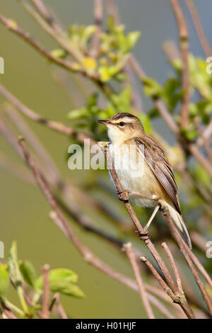 Schilfrohrsänger (Acrocephalus schoenobaenus), in einer Weide Strauch sitzen, Seitenansicht, Niederlande, Friesland Stockfoto